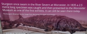 Warning!-Large fish in the river- from a notice board on the river bank