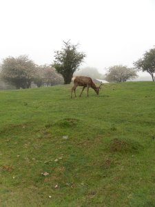 A Broadway deer