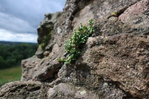 The craggy walls are home to various plants