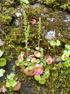 Now the moss covered walls are home to some interesting flora!
