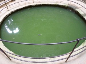 The castle well