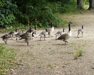 The resident geese