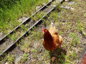 A fearless chicken by the railway line (she happily jumped into the carriages too!)