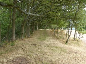 Woodland 2