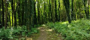 The woodlands, the home of red squirrels (although we didn't see any!)