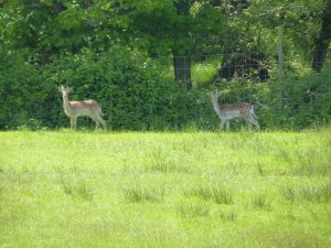 Don't forget the deer!