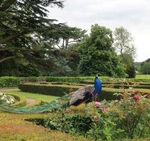 Peacock 2
