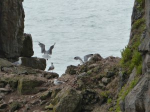 Sea birds at the cove