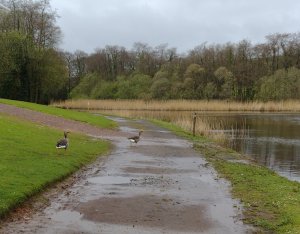 Lakeside wildlife!